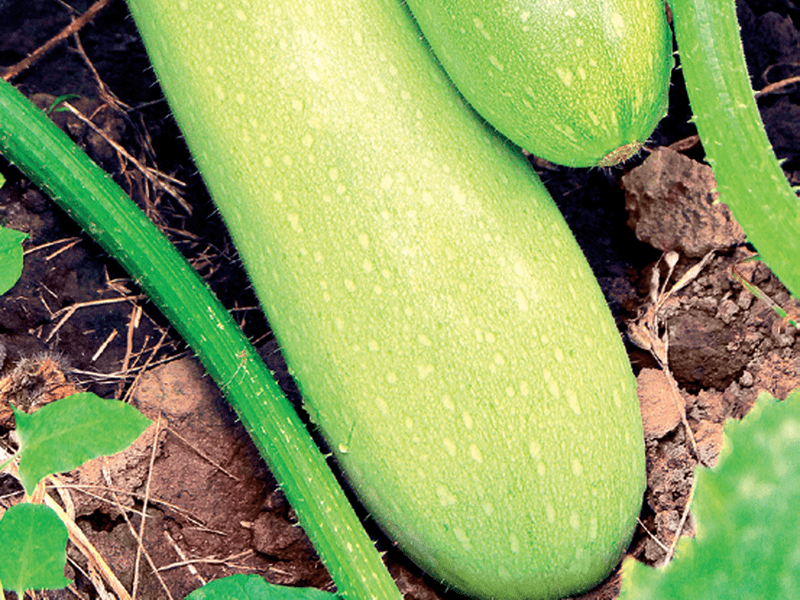 Gateste dovlecei fragezi si dulci!