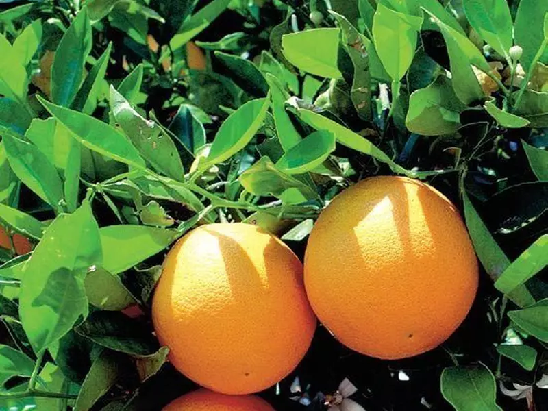 Alimente care vindeca