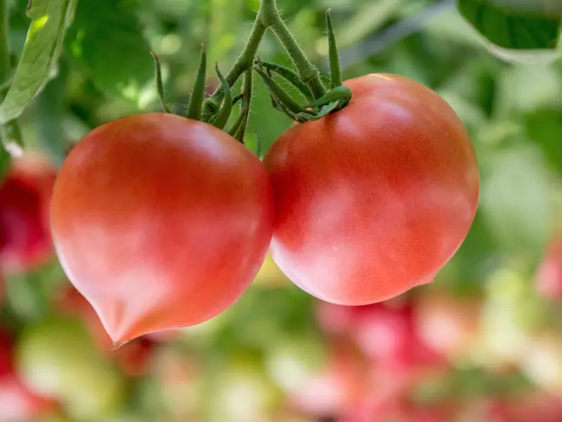 Rosiile cu tugui - e cazul sa ne ferim de ele?