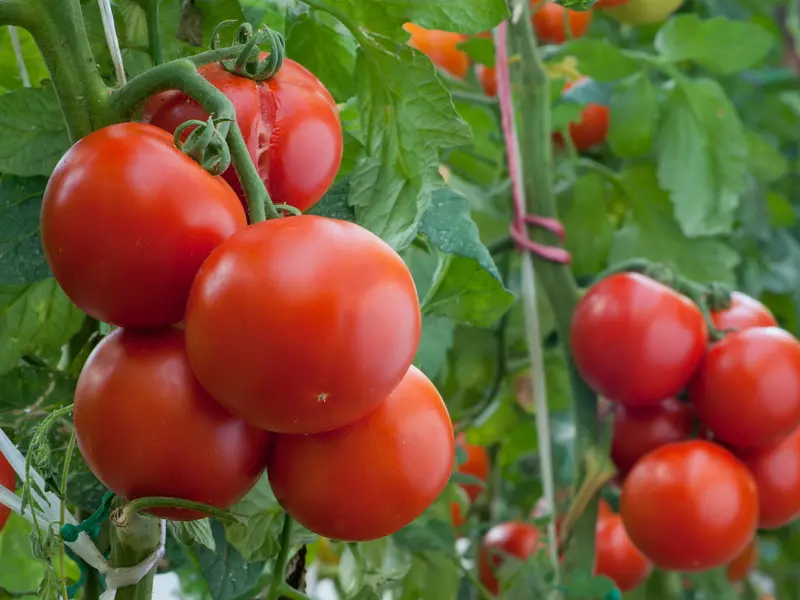 Cum pastrezi rosiile peste iarna, fara sa le fierbi