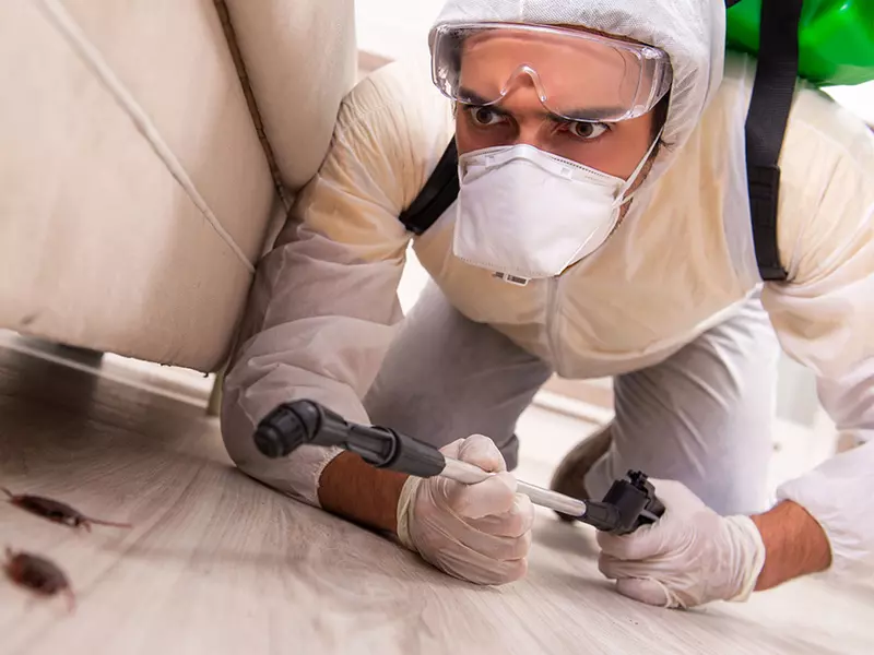 (P) Colaborează cu o firmă de specialitate pentru servicii de dezinsecție