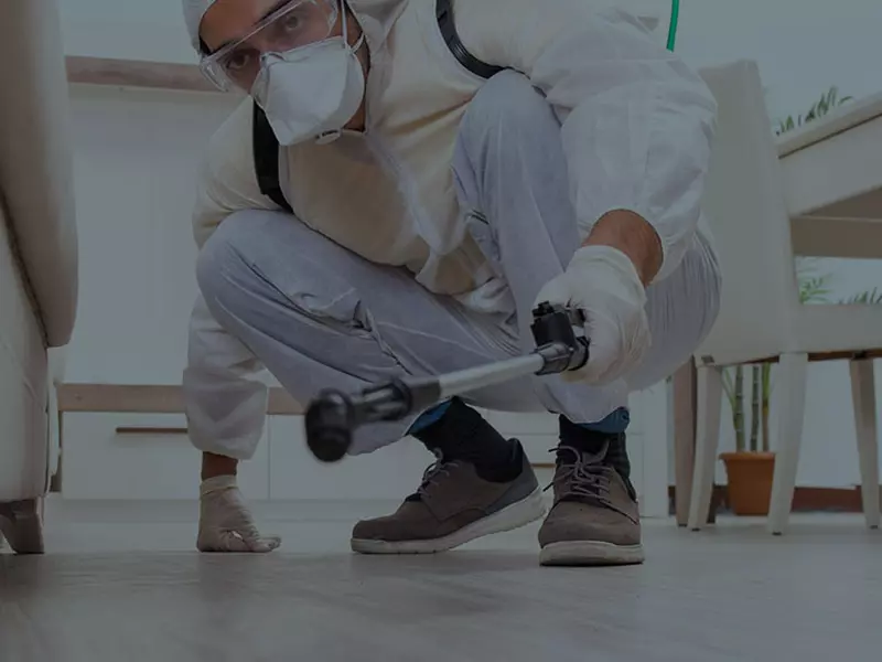 (P) Te confrunți cu apariția gândacilor de bucătărie? Apelează la dezinsectie in bucatarie