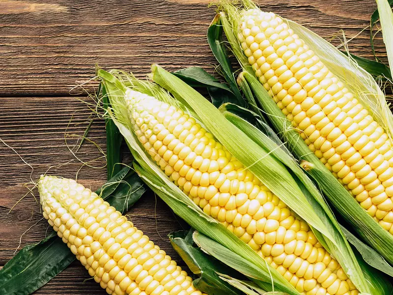 Cum alegi cele mai bune seminţe porumb de pe piaţă