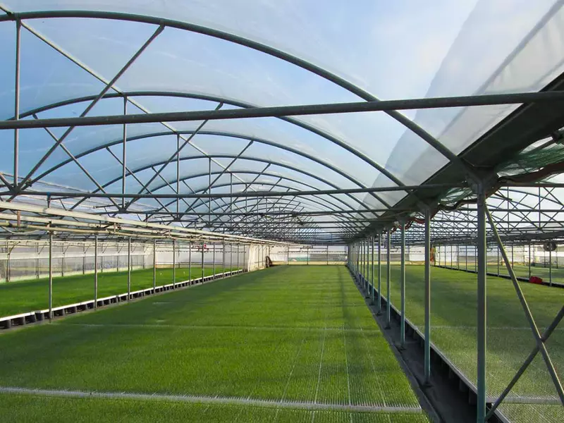 Cum vă ajută solariile de legume aflate, de ce nu, chiar in mediul urban !