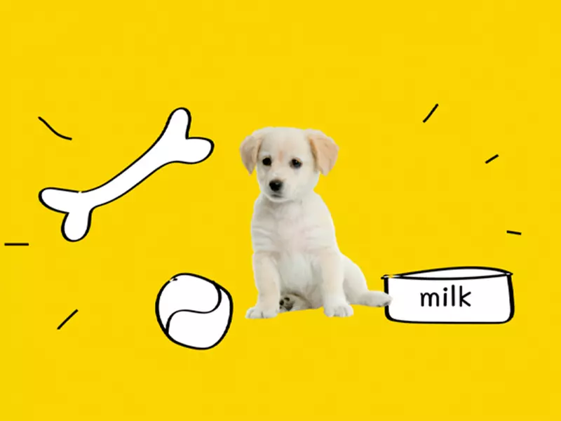 Cum să îți răsfeți animalul de companie ?