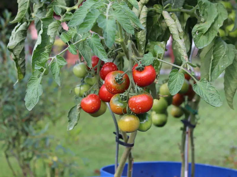 Cum ajută insecticidele la menținerea plantelor fără dăunători