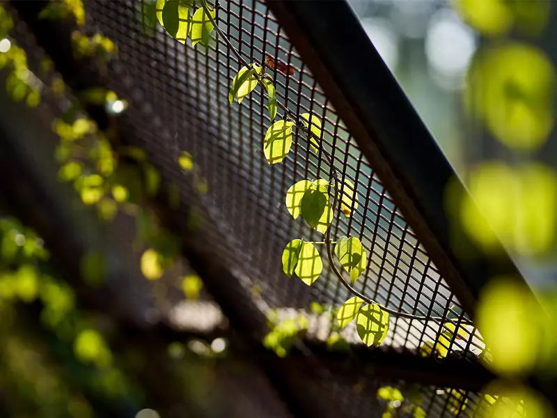(P) Recoltele se dezvoltă mai bine când primesc și puțină umbră