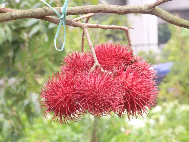 Alimentația exotică și impactul asupra digestiei