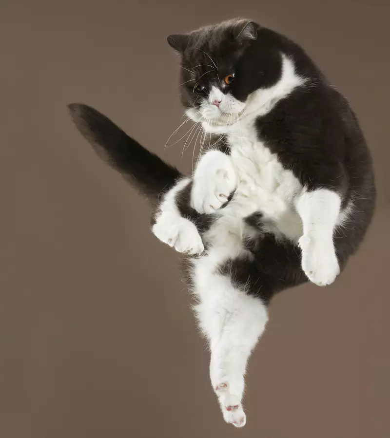 Flying Cats