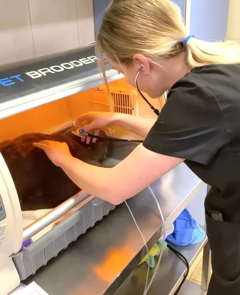 Cat survives a washing machine