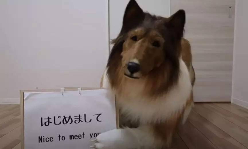 Un japonez a cheltuit peste 14.600 de euro pentru a se transforma într-un câine