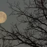 Când are loc Luna plina a Cerbului . Cum afecteaza fiecare zodie