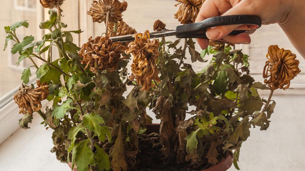 Cum Să Readuci La Viață Orice Plantă Uscată Doar 3 Ingrediente Simple Fac Minuni Diverse Timp Liber Avantaje Ro De 20 De Ani Pretuieste Femei Ca Tine