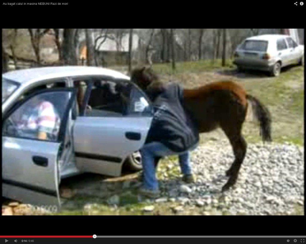 Cum sa bagi un cal in masina (video). Razi de mori!