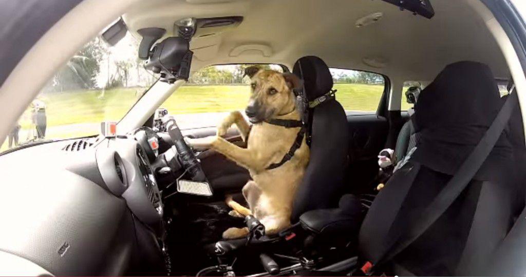 Video incredibil cu caini care au fost invatati sa conduca un Mini