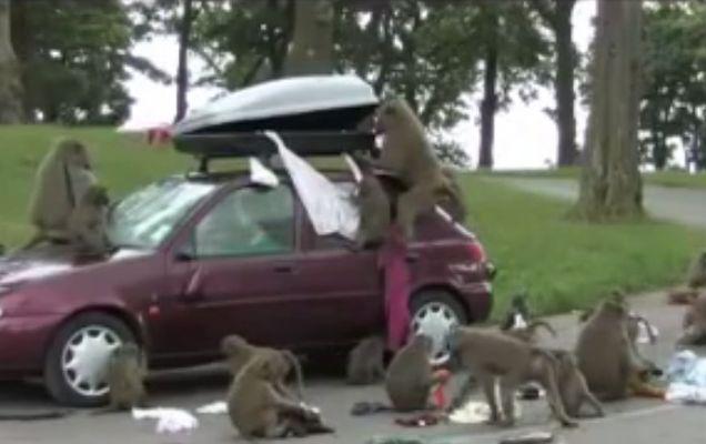 Atacul babuinilor! Victima? Un Ford Fiesta! | VIDEO