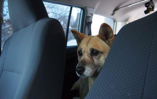 Cât timp poți să-ți lași câinele în mașină într-o zi de vară? | VIDEO