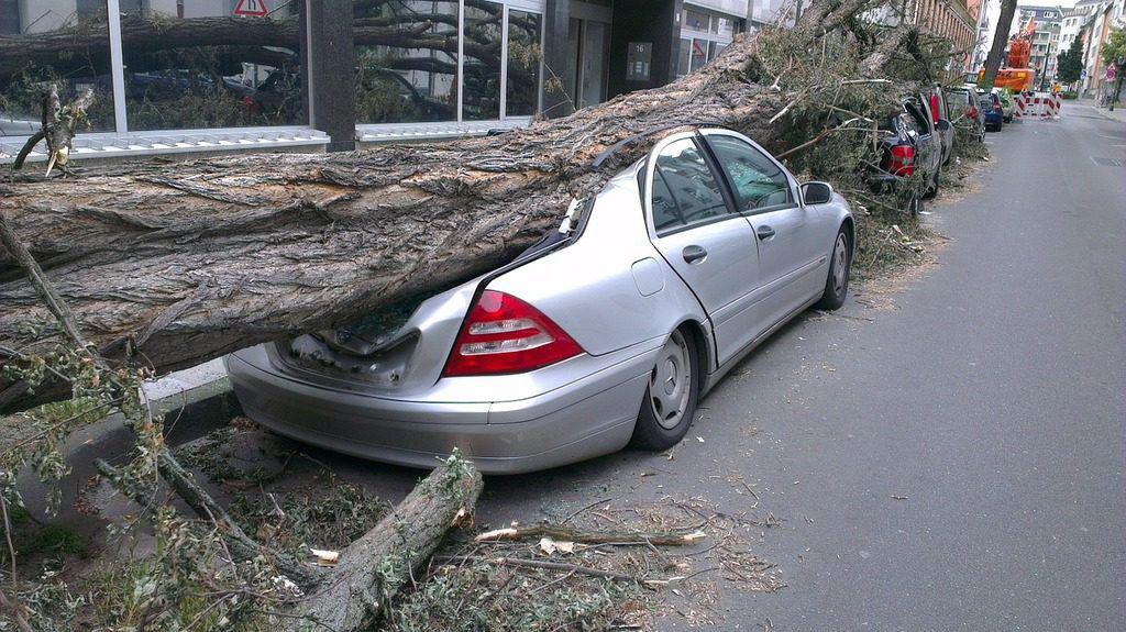 Copacii căzuți peste mașini: când și cum pot cere despăgubiri șoferii