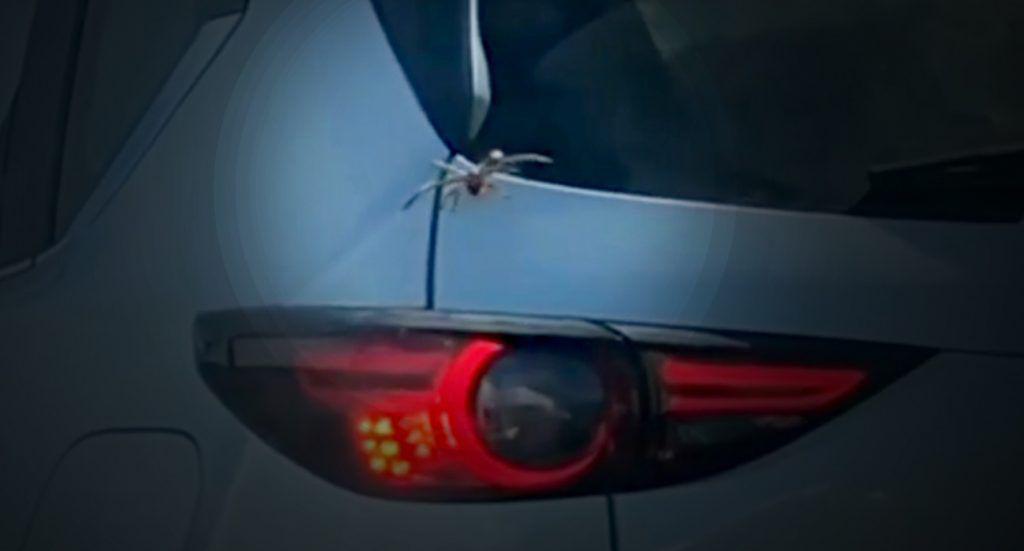 Autostopist cu opt picioare: păianjen uriaș, filmat când se strecoară într-o mașină