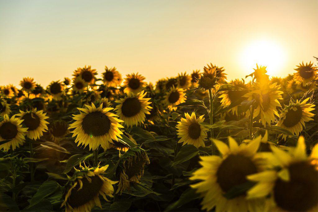 (P) Ce beneficii oferă semințele de floarea soarelui ?